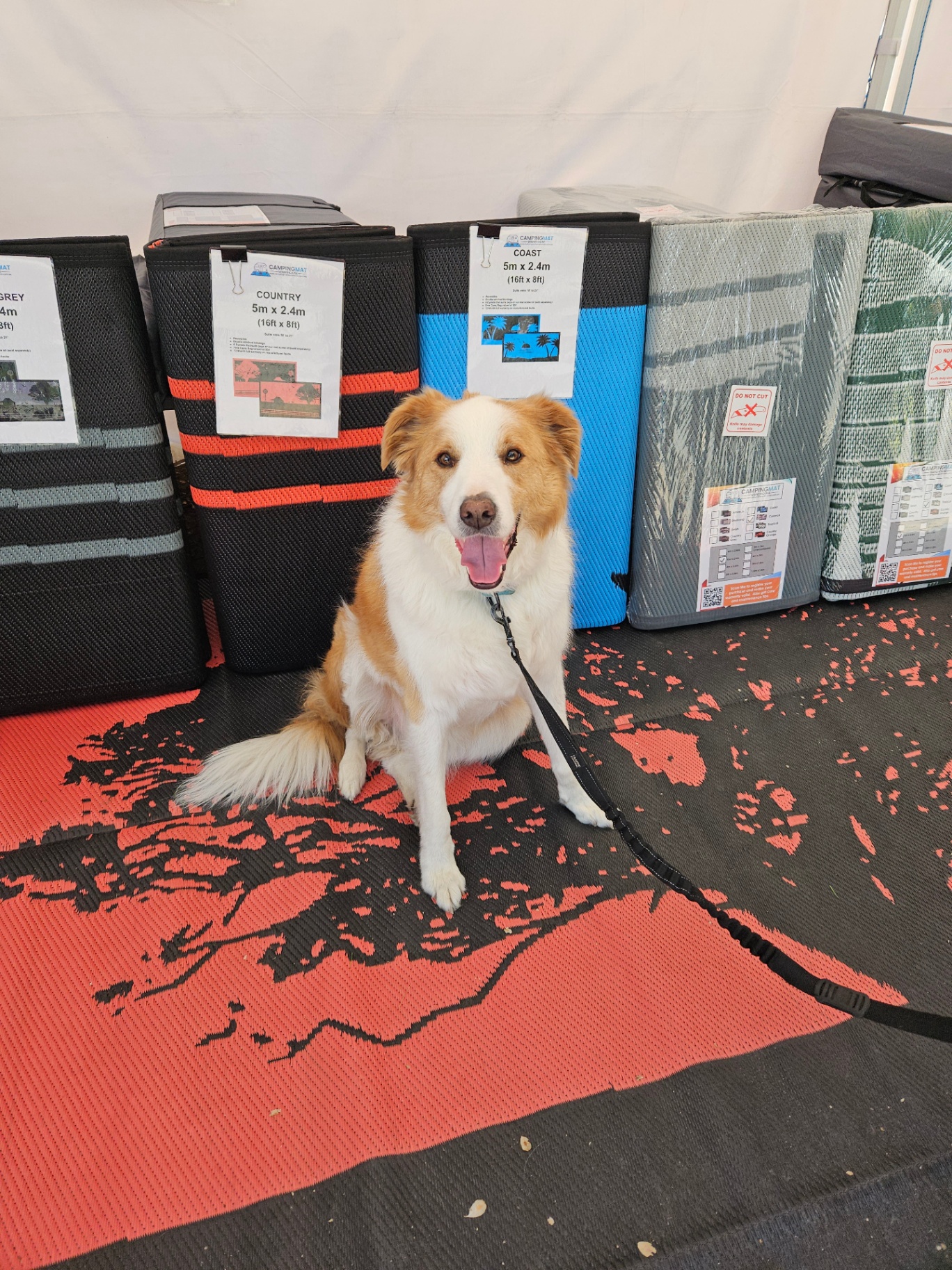 A dog lying comfortably on a Mooving Mat at a campsite